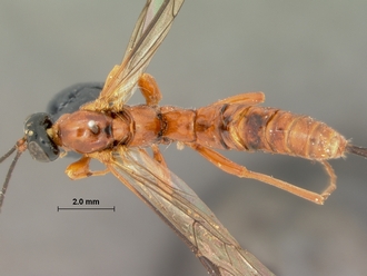 Xanthephialtes_hyalina_dorsal