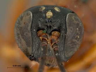 Xanthephialtes_hyalina_HOLOTYPE