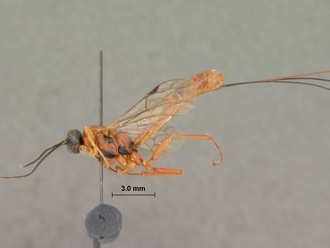 Xanthephialtes_hyalina_HOLOTYPE