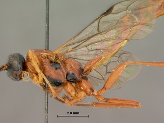 Xanthephialtes_hyalina_HOLOTYPE