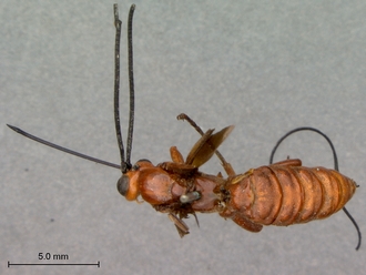 Xanthophenax_antinorii_HT_female_habitus_dorsal