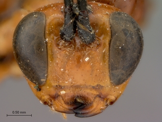 Xanthophenax_antinorii_HT_female_head_frontal