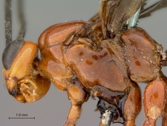 Xanthophenax_antinorii_HT_female_head_mesosoma_lateral