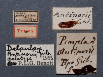 Xanthophenax_antinorii_HT_female_labels