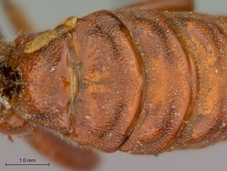 Xanthophenax_antinorii_HT_female_petiole_dorsal