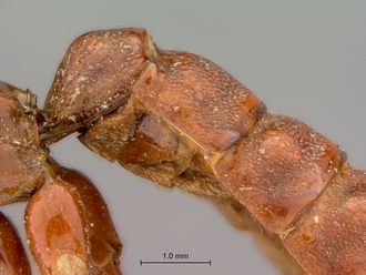 Xanthophenax_antinorii_HT_female_petiole_lateral