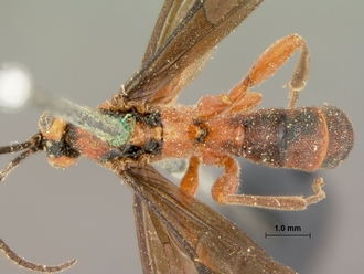 Xanthophenax_rufus_HOLOTYPE