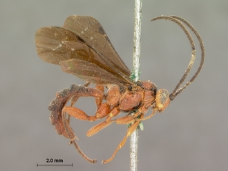 Xanthophenax_rufus_HOLOTYPE