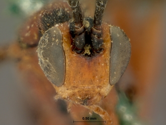 Xanthophenax_rufus_HOLOTYPE