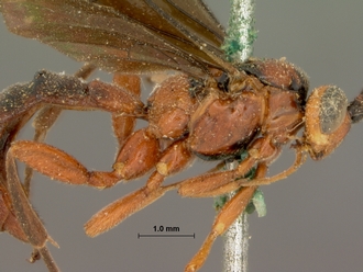 Xanthophenax_rufus_HOLOTYPE