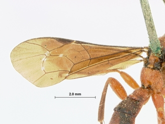 Xanthophenax_rufus_HOLOTYPE