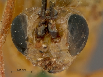 Xanthophenax_concolor_concolor_HOLOTYPE