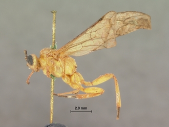 Xanthophenax_concolor_concolor_HOLOTYPE