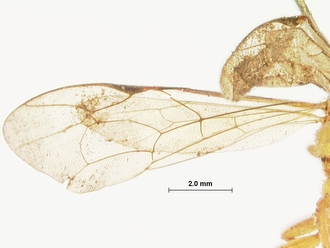 Xanthoplenax_concolor_concolor_HOLOTYPE