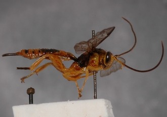Theronia_octopunctata_HOLOTYPE