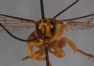 Theronia_octopunctata 