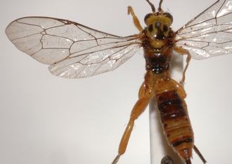 Theronia_octopunctata