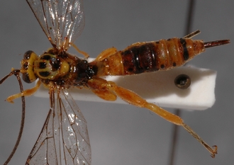 Theronia_octopunctata 
