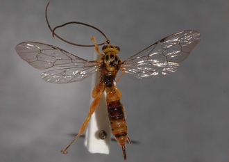 Theronia_octopunctata 