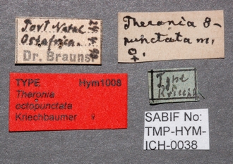 Theronia_octopunctata_labels