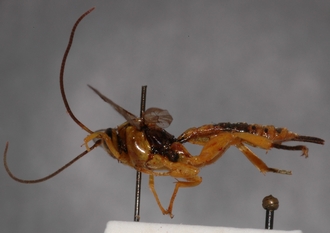 Theronia_octopunctata
