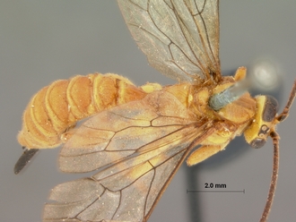Xanthopimpla_appendiculata_HOLOTYPE
