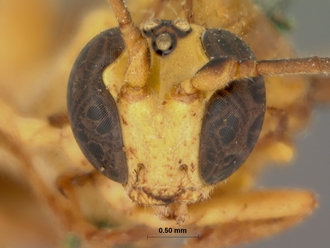 Xanthopimpla_appendiculata_HOLOTYPE
