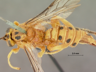 Xanthopimpla_octopunctata_HOLOTYPE