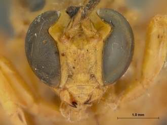 Xanthopimpla_octopunctata_HOLOTYPE
