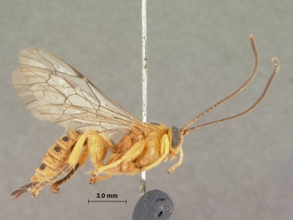 Xanthopimpla_octopunctata_HOLOTYPE