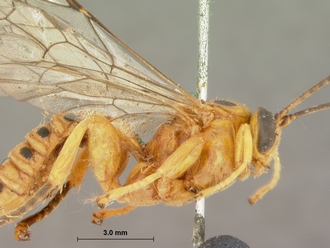 Xanthopimpla_octopunctata_HOLOTYPE