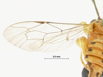 Xanthopimpla_octopunctata_HOLOTYPE