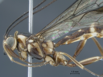 Epirhyssa_brianfisheri_SAM-HYM-P048018_body_lateral