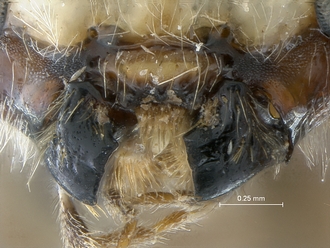 Epirhyssa_SAM-HYM-P048018_clypeus