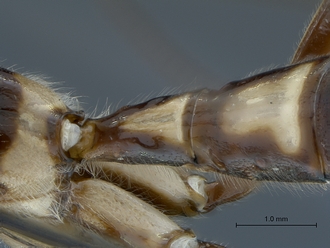 images/Epirhyssa_brianfisheri_SAM-HYM-P048018_first_tergites_dorso-lateral