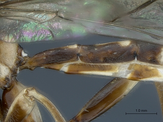 images/Epirhyssa_brianfisheri_SAM-HYM-P048018_first_tergites_lateral