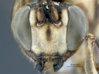 Epirhyssa_SAM-HYM-P048018_head_anterior