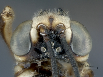 Epirhyssa_brianfisheri_SAM-HYM-P048018_head_dorsal