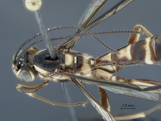 Epirhyssa_brianfisheri_SAM-HYM-P048018_head_mesosoma_dorsal