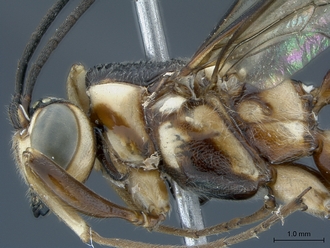 Epirhyssa_brianfisheri_SAM-HYM-P048018_head_mesosoma_lateral