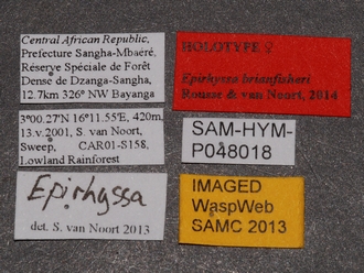 Epirhyssa_SAM-HYM-P048018_labels