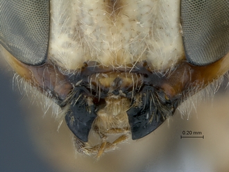 Epirhyssa_brianfisheri_SAM-HYM-P048018_mandibles