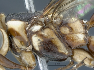 Epirhyssa_brianfisheri_SAM-HYM-P048018_mesosoma_lateral