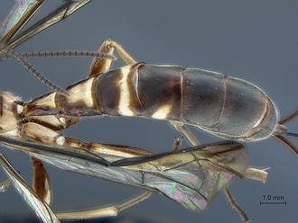 images/Epirhyssa_brianfisheri_SAM-HYM-P048018_metasoma_dorso-lateral