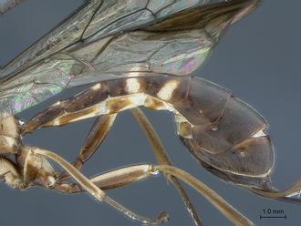 Epirhyssa_brianfisheri_SAM-HYM-P048018_metasoma_lateral