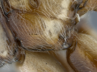 Epirhyssa_SAM-HYM-P048018_submetapleural_carina