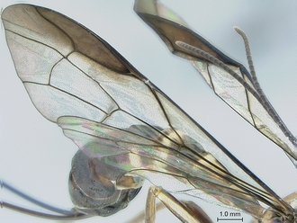 Epirhyssa_brianfisheri_SAM-HYM-P048018_wings