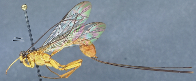 Epirhyssa_ghesquierei_habitus