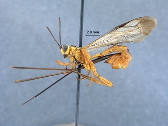 Epirhyssa_leroyi_habitus_profile