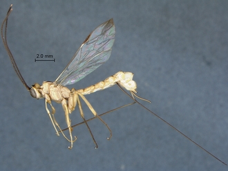 Epirhyssa_shaka_habitus_profile
